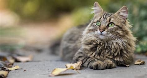 Does Your Cat Have A Healthy Coat And Skin Petlifesa