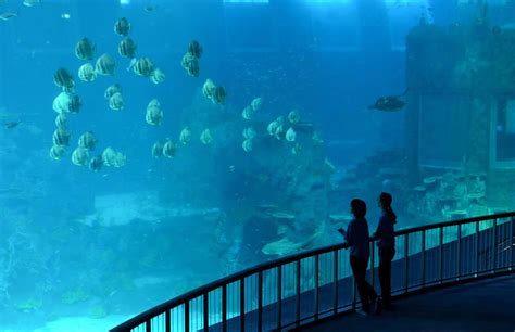 Worlds Largest Oceanarium To Open Soon In Singapore 2 Peoples
