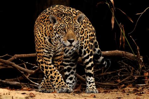 Datos Sobre El Jaguar En México Y En América Matador Network