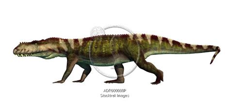 Prestosuchus Archosaur From The Middle Triassic Stocktrek Images