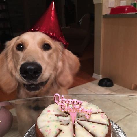 Pets Celebrating Their Birthdays 15 Pics