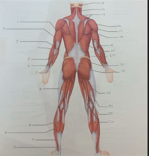 Posterior View Of Muscular System Flashcards Quizlet