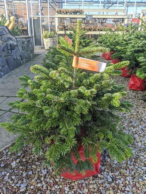 Real Pot Grown Nordmann Fir Christmas Tree Sam Turner And Sons