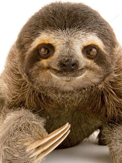 What A Face Cute Sloth Pictures Cute Baby Sloths Sloth Photos