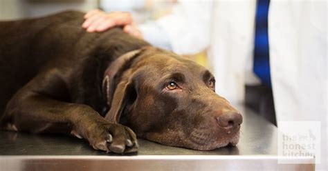 How To Treat Hyperkeratosis In Dogs