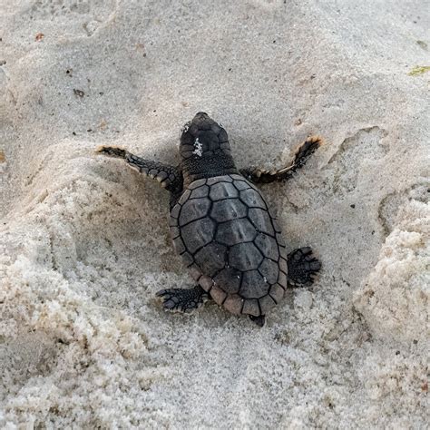 First Orange Beach Sea Turtle Nest Hatches With 64 Babies