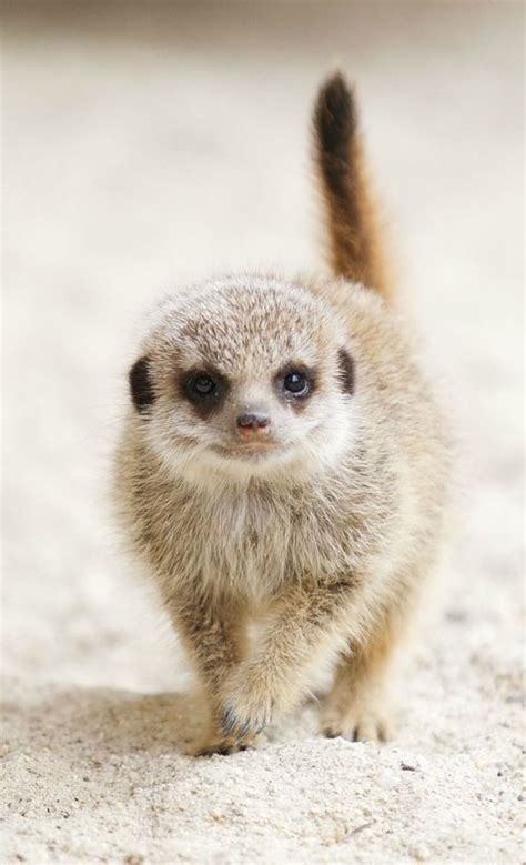 Meerkat Baby Meerkat Cute Baby Animals Cute Animals