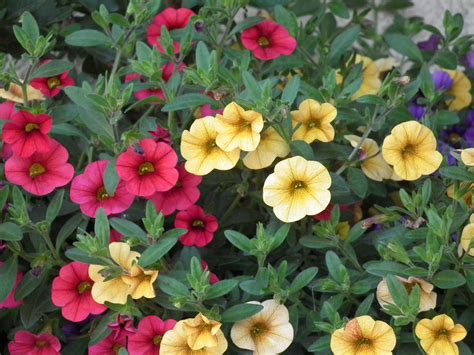 Learn about more than 30 types of yellow flowers including the best way to plant them, plus find names and pictures for more than 150 flower types. Garden Answers - Plant Identification App | Annual flowers ...
