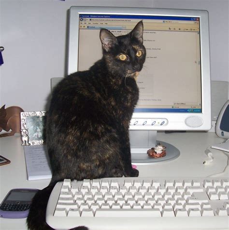 Many cats seem to be fascinated with computers. Working cats