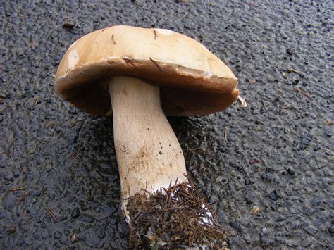 Boletus Edulis Mushroom Hunting And Identification