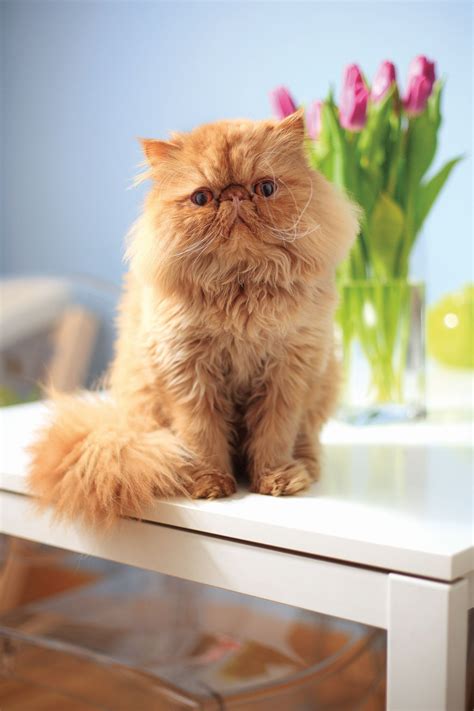 Red Persian Tabby Cat Pets Lovers