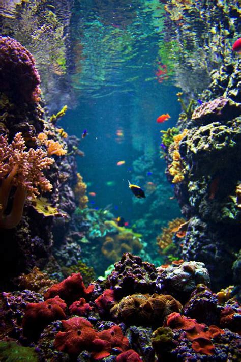 Swayinghummingbirds Underwater World Ocean Life Beautiful Ocean
