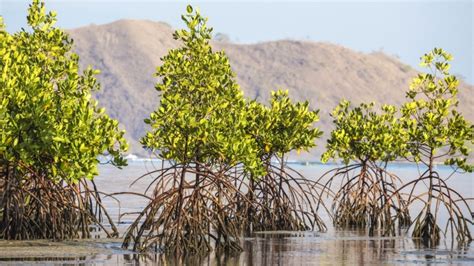 Mangrove Conservation And Restoration Protecting Indonesias Climate