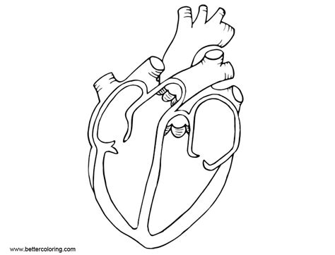 Heart Health Coloring Pages