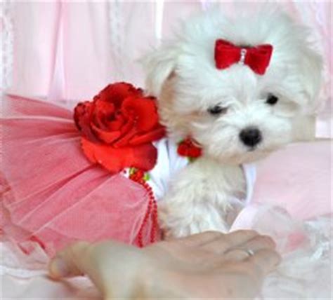=) see more of tampa puppies and dogs for adoption on facebook. Teacup puppies for sale florida, Puppies For Sale Tampa ...