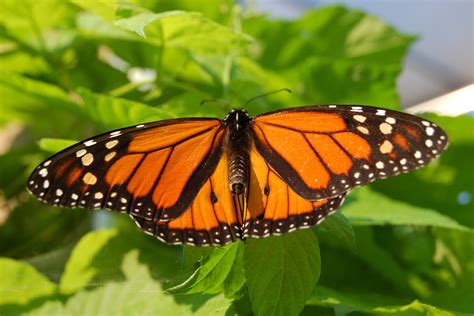 Butterfly Monarch Butterflies Facts Butterfly