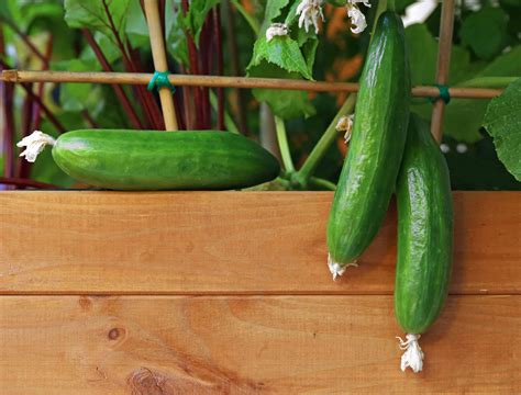 5 Tips For Growing Cucumbers In Raised Beds Backyard Boss In 2022 Growing Cucumbers
