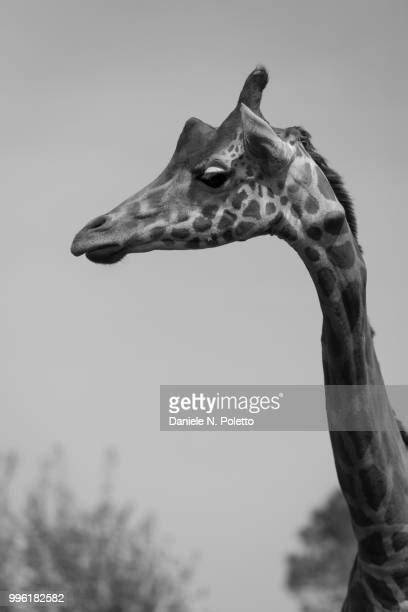 Black And White Photo Of Giraffe Photos And Premium High Res Pictures