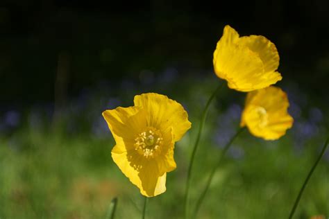 How To Grow And Care For Yellow Wood Poppies