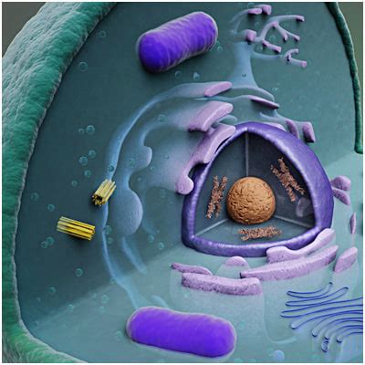 Under the microscope, an animal cell shows many different parts called organelles, that work together to keep the cell they are minute particles present in large numbers, either found attached to the endoplasmic reticulum or remain free in the cytosol. 3d cell endoplasmic reticulum model