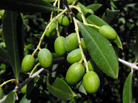 Polynesian Produce Stand Olive Tree Ancient Tree Olea Europaea To