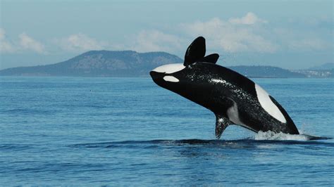 Why Killer Whales Go Through Menopause The New York Times