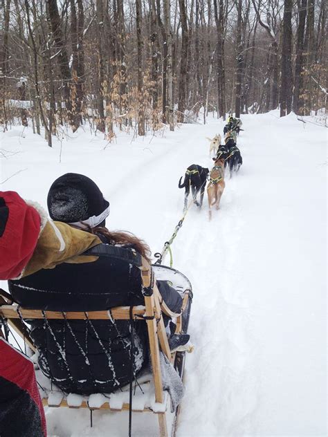 Mushing Through The Snow Where To Go Dog Sledding In Upstate Ny