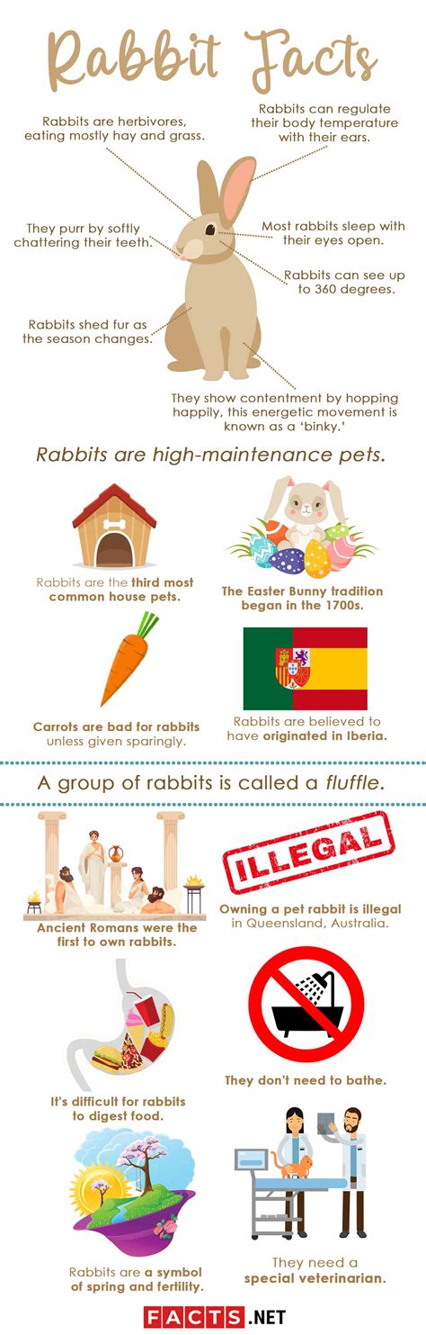 60 Rabbit Facts That Will Surely Get You Hopping