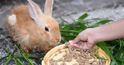 Alimentación De Los Conejos ¿qué Pueden O No Comer Mascotas