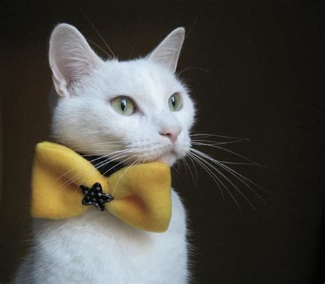 14 Best Cats In Bow Ties Images On Pinterest Bowties