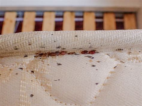 Effective Bed Bug Treatment Strategies Pest Solutions Socal