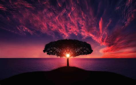 Sunset Tree Red Ocean Sky Wallpaper Hd Nature Wallpapers K Wallpapers Images Backgrounds Photos