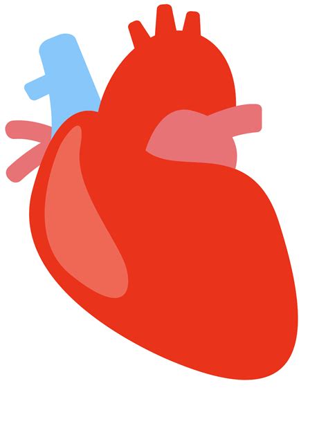 Corazón Humano 1187681 Png