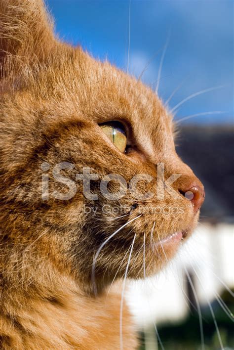 Side View Of A Cat Stock Photos