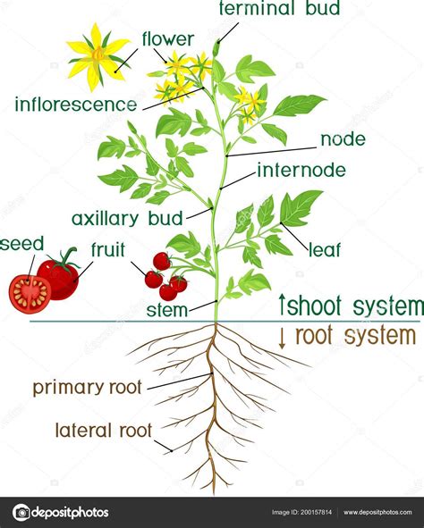 Tomato Plant Morphology G Rden Plant