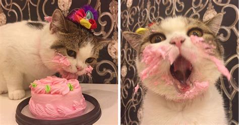 Cooking for your cat doesn't need to be hard 2. This Cat Got A Birthday Cake And It's Adorable | Top13