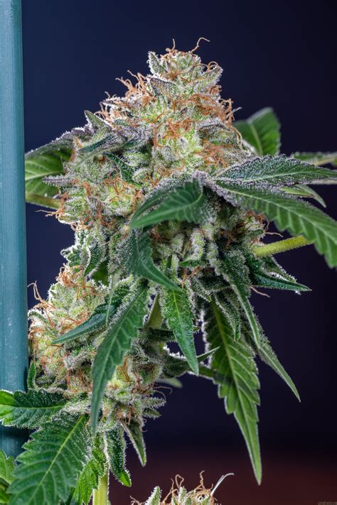 Mk Ultra Th Seeds Cannabis Strain Info