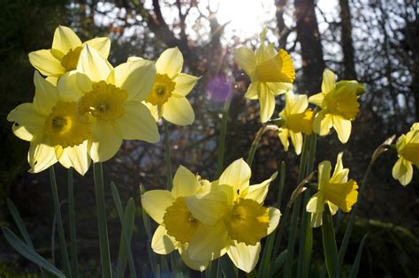 Cheerful Spring Daffodils 4130 Stockarch Free Stock Photos