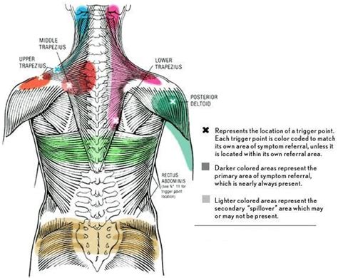 Muscles of the back extrinsic superficial muscles tapezius attachments superior nuchal line, external occipital protuberance, nuchal ligament muscle chart back complete. Pin on Si