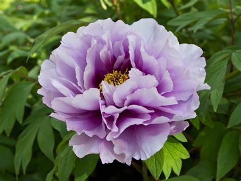 Foto utili per conoscere e imparare. Nomi e Immagini di Fiori di Primavera (35 Foto) | PianetaBambini.it