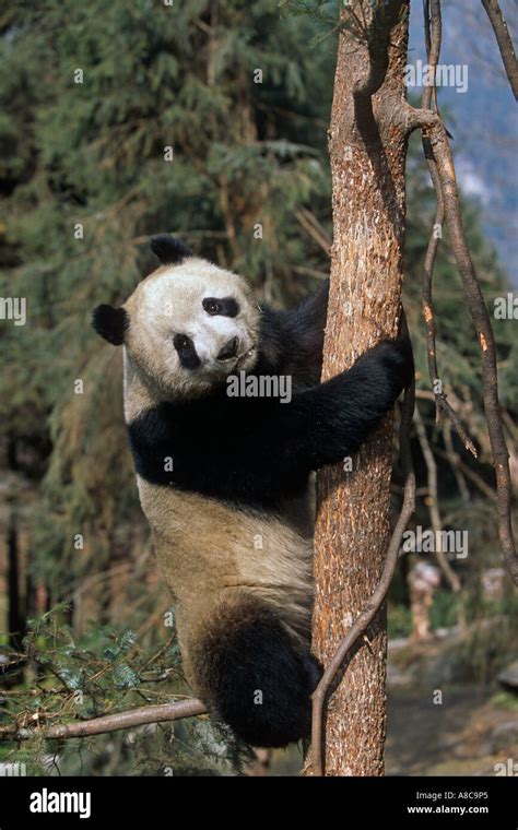 Giant Panda Climbing Tree China Stock Photo Alamy