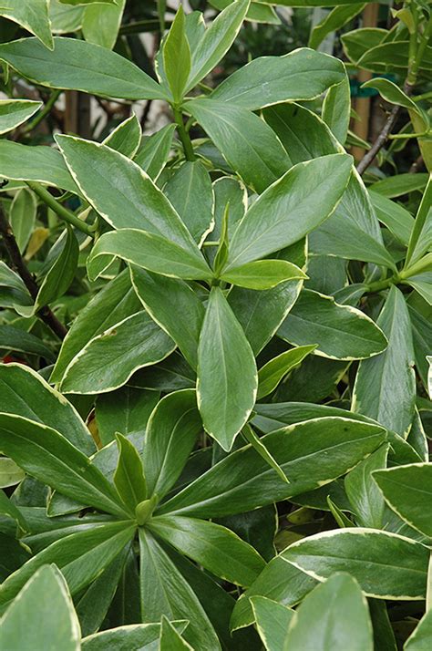 Winter Daphne Daphne Odora Marginata In Richmond Fairfax Loudoun