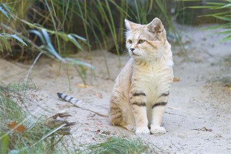 Wild Cats The Sand Cat