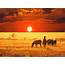 African Safari Wallpaper  2560x1920 57986