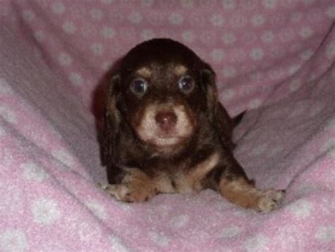 Faqs, appearance, temperament, training dachshund puppies, health, rescues, wiener puppies from cartoons and caricatures, to old oil paintings and hunting prints, dachshund puppies are well. AKC Mini-Dachshund Puppies for Sale in Estacada, Oregon ...