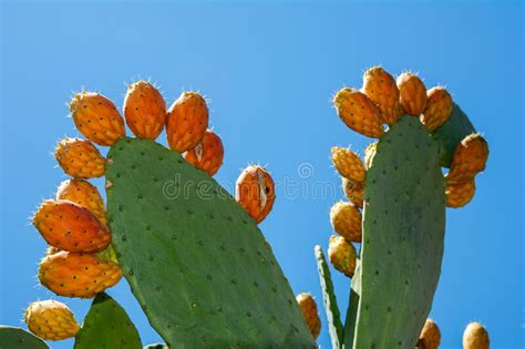 Opuntia Ficus Indica The Prickly Pear Ripe Orange And Yellow Fruits