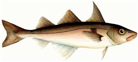 (10)haddock is adapted to the life in deep cold temperate waters. BEST Fish and Seafood on a keto diet reveals best fish to ...