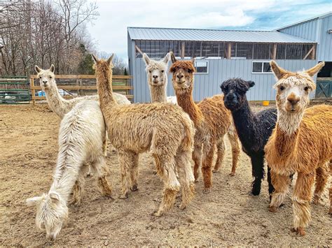 Have A Magical Time At Magic Meadows Alpacas In Mchenry County O The