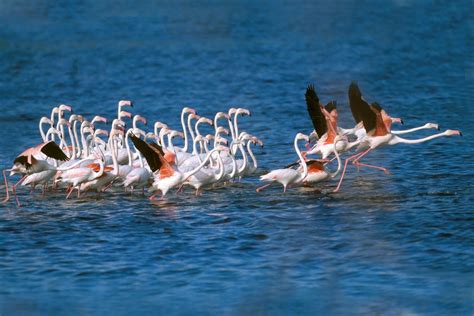 African Waterbirds Nature And Wildlife Photography