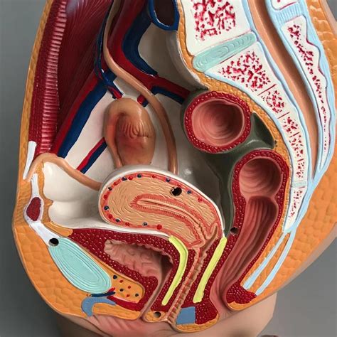 Lifesize Median Sagittal Section Human Female Pelvic Cavity Structure